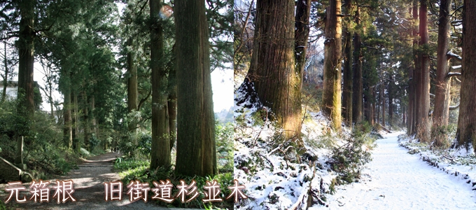 最上級 樹齢350年超 箱根旧街道杉並木杉 サーフボード フィン オブジェ 置物 樹齢350年を超える箱根旧街道杉並木の杉を再生利用した