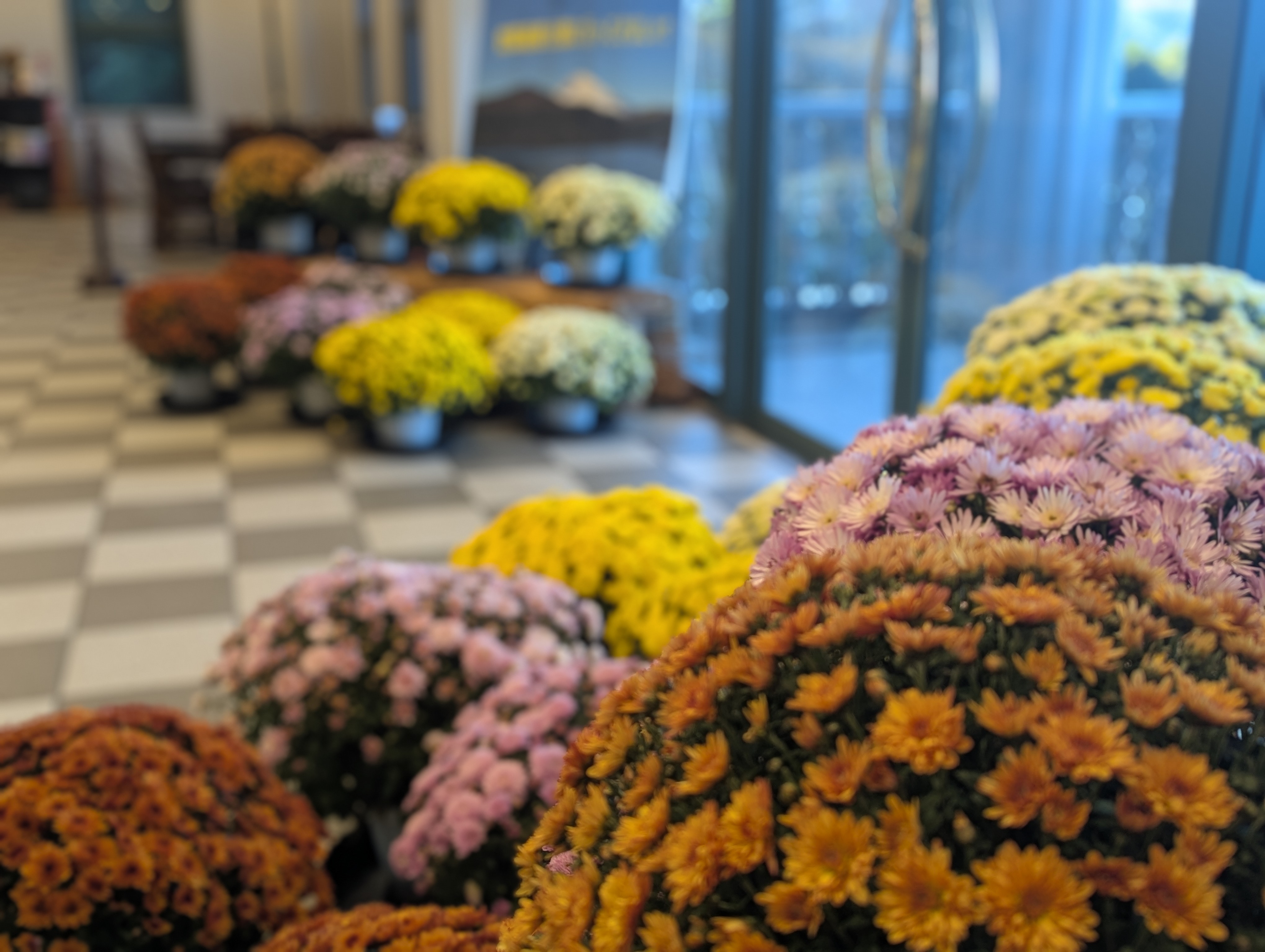 恩賜箱根公園 秋のざる菊展示
