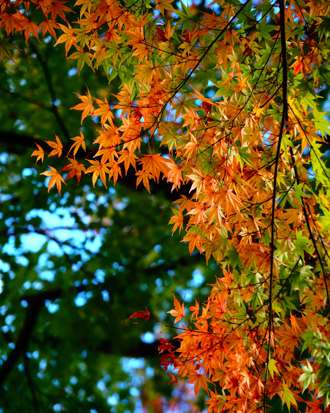 Autumn Photo Walk 「箱根を彩る秋の草花」 supported by OM SYSTEM