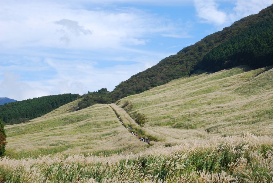 仙石原すすき草原豆知識 箱根町観光協会公式サイト 温泉 旅館 ホテル 観光情報満載