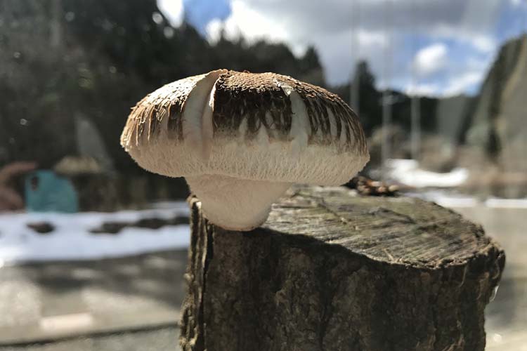 シイタケのホダ木づくり