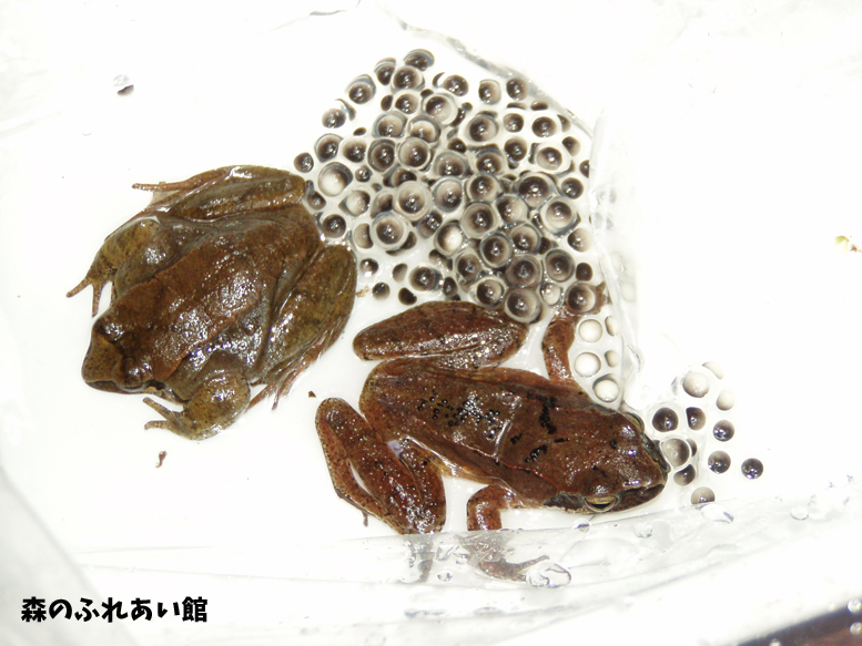 タゴガエル 餌を食べずにカエルになれる 箱根町立 森のふれあい館